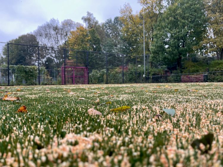 Het trapveldje bij sv Ommoord is ingestrooid met mais.