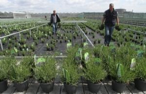 rchieffoto Preskhaaf, verplaatsen lavendel op het terrein van Presikhaaf 