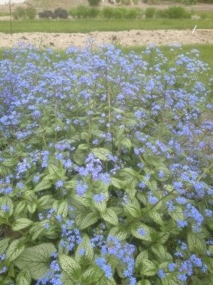 Silver heart brunnera AB cultivars