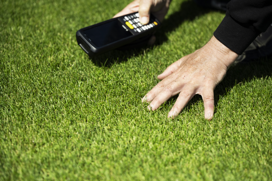 Een kweker beoordeelt onder meer de kleur, de bladfijnheid, de dichtheid, de standvastigheid en de ziektetolerantie van het gas. (Foto: DLF) Een kweker beoordeelt onder meer de kleur, de bladfijnheid, de dichtheid, de standvastigheid en de ziektetolerantie van het gas. (Foto: DLF)