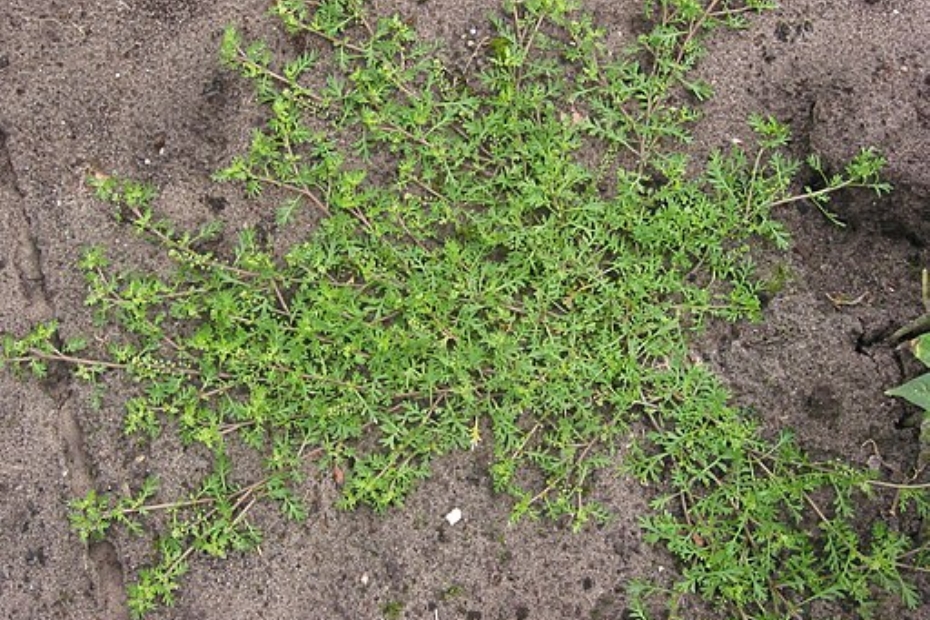 Rasbak, CC BY-SA 3.0 <http://creativecommons.org/licenses/by-sa/3.0/>, via Wikimedia Commons