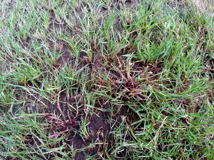 De beschadiging van de grasmat door scalperen bepaalt voor een belangrijk deel de snelheid van herstel en dus de ruimte die ongewenste soorten krijgen. De beschadiging van de grasmat door scalperen bepaalt voor een belangrijk deel de snelheid van herstel en dus de ruimte die ongewenste soorten krijgen.