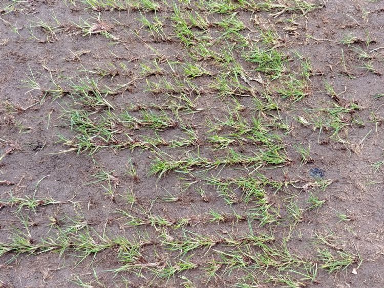 Maaifrezen met smallere beitels geeft minder beschadiging van het gras en daardoor sneller herstel. Maaifrezen met smallere beitels geeft minder beschadiging van het gras en daardoor sneller herstel.
