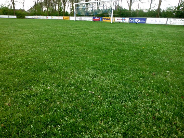 De meeste grasveldonkruiden zijn bestand tegen maaien door aanpassen van de groeiwijze. De meeste grasveldonkruiden zijn bestand tegen maaien door aanpassen van de groeiwijze.