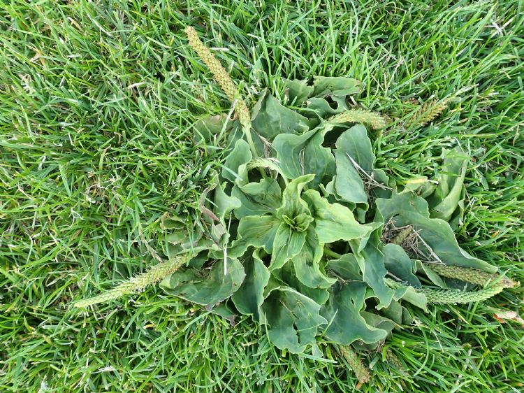 Oppervlakkig wortelende overblijvende soorten zijn te bestrijden door herhaald ontbladeren en/of beschadigen. Oppervlakkig wortelende overblijvende soorten zijn te bestrijden door herhaald ontbladeren en/of beschadigen.