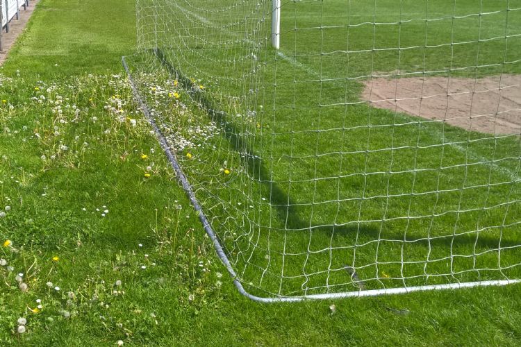 Effect van (niet) maaien en betreden op onkruidgroei. Effect van (niet) maaien en betreden op onkruidgroei.