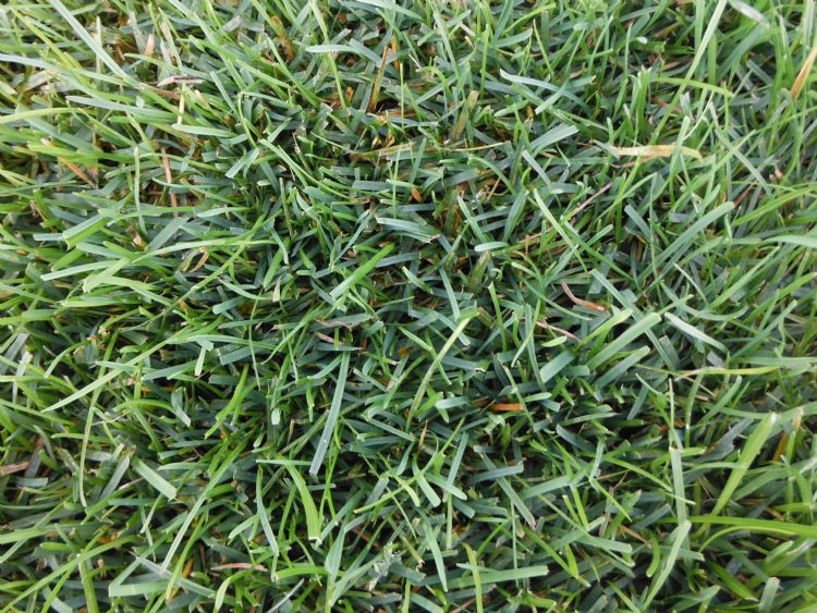 Droogte- en hittetolerante grassen zijn belangrijk voor grasvelden van de toekomst Droogte- en hittetolerante grassen zijn belangrijk voor grasvelden van de toekomst