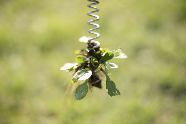 De boor draait de grond in en trekt het onkruid met wortel en al uit. De boor draait de grond in en trekt het onkruid met wortel en al uit.