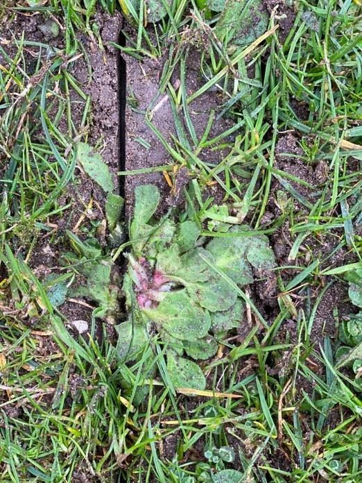 Close-up van een sleuf in het veld, dwars door het onkruid heen Close-up van een sleuf in het veld, dwars door het onkruid heen