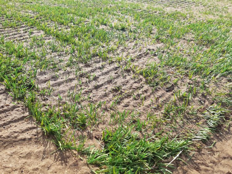 We bezoeken het nieuwe veld medio mei, net na de inzaai. De kunstsprieten zijn nog zichtbaar. We bezoeken het nieuwe veld medio mei, net na de inzaai. De kunstsprieten zijn nog zichtbaar.