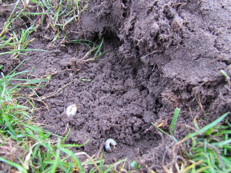 Determineren van de juiste soort is erg belangrijk. Determineren van de juiste soort is erg belangrijk.