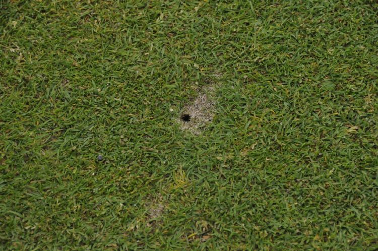 Vraatschade door engerlingen