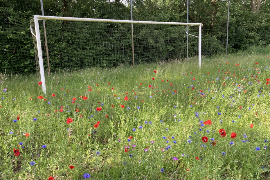 De kruidenrijke voormalige voetbalvelden